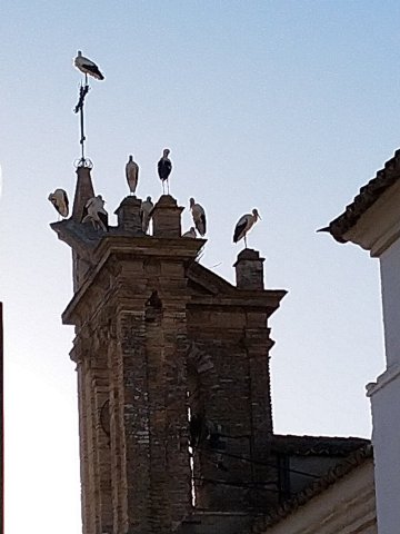 54.- 2020.08.29 CIGUEÑAS (3)